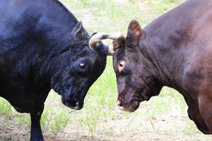 8/3 山古志牛の角突き 第四回 充号-嬴政 前編　 - 動物園写真館