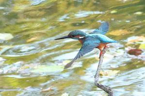 カワセミの鬼母とパパ（その53、行方不明のパパが戻って来た） - 旅プラスの日記