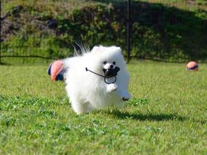 飼い主の具合が悪い時、反応やいかに - 徒然てんぐさ