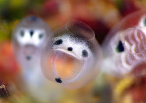 ガイコツパンダホヤ - BLOG -うみのいろはそらのいろ-