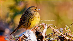 再現像 "アオジ♀" @ M.ZUIKO DIGITAL ED 300mm F4 IS Pro + MC-20 - ルリビタキの気まぐれPATA＊PATA