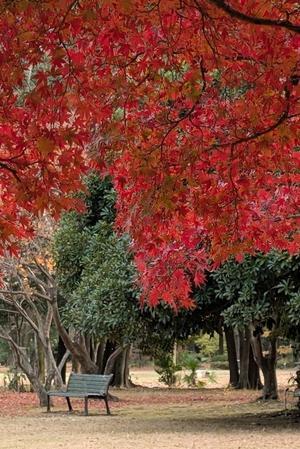 群馬の森 - 四季折々