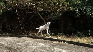 風が少し邪魔している昼タイム - Lets パドリング