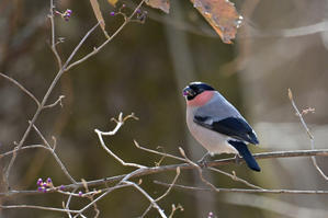 今季初 ...紫式部の実を啄むアカウソ - 新　鳥さんと遊ぼう　