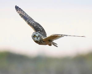 15：43！　曇りじゃなかったら良かったけど！　コミミズク - シエロの野鳥観察記録