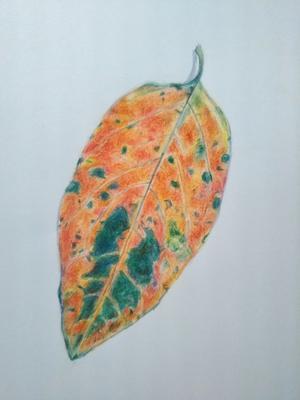 紅葉 - 獺祭亭日乗