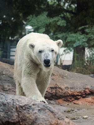 ホッキョクグマのクッキー - 動物園放浪記
