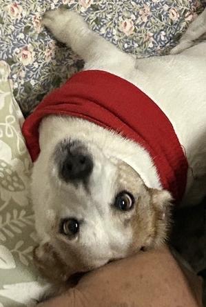 ☆11/23.⑥シャワー❣️とーしゃんも❣️夜一緒ねんね❣️わんこ飼いの参考に❣️ - ===②☆ジャック『ぷよ』☆===  かわいさ・わるさ・ぐうたらさ♪(๑ᴖ◡ᴖ๑)♪