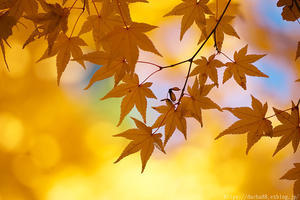 但馬・写真日和