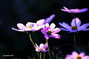 最後の秋桜 - 俺の心旅