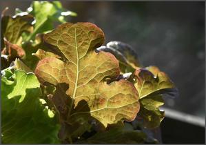 鉄資材 - 蝴蝶の夢