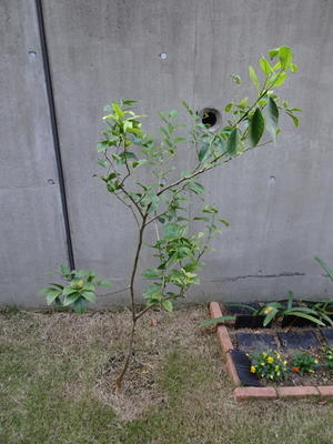 マイヤーレモン栽培日誌 (2025年11月29日) - RB channel