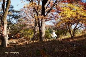 寛ぐ人々 - RANDOM SHOT　Ⅱ