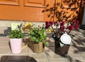 とも＆エリザベス便届きました〜♡と、今日の庭♪ - 薪割りマコのバラの庭