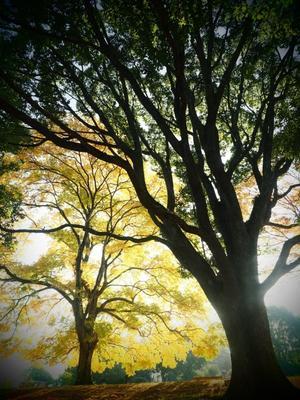 【日記】『林音』グランドオープン - SAMのLIFEキャンプブログ Life is camping!