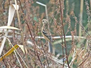 今日の鳥見 池島 - 池島しゅうへんの野鳥
