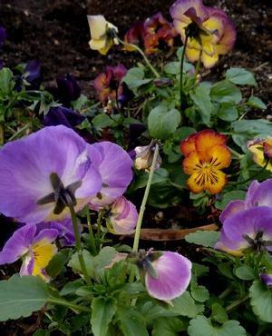 冷え切った - まさかり半島日記