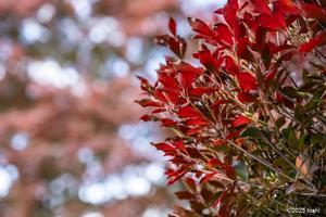 toshi の ならはまほろば