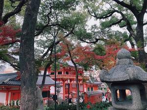 先日の京都 - 旅人ゆめきらりの自由気ままなブログ