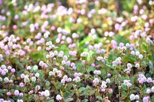 穏やかな日　内科へ - 前を向いて「ひまわり」
