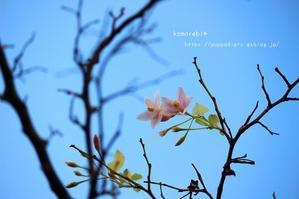 お庭通信とクリスマスの準備 - komorebi*