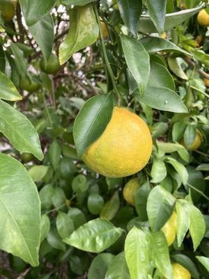 大根収穫 - おうちやさい