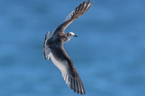 激レアな迷鳥、クビワカモメ（首輪鴎） - 野鳥などの撮影記録