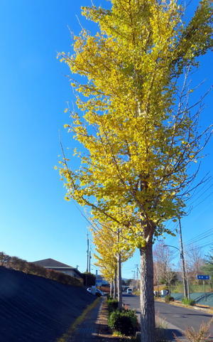 去りゆく秋を惜しみつつ今日は洋風居酒屋メニューで乾杯！ - 衰退国家の片隅で