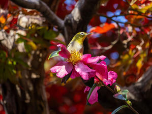   メジロとウグイス - nama3の気ままに雑記