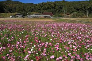 ポカポカ陽気 - ハチミツの海を渡る風の音