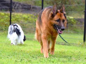 綱渡りの人生 - 徒然てんぐさ