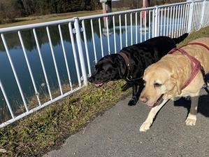 ブラックフライデーセールで買ったもの。 - りんご村