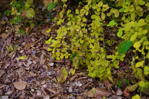 ブラックフライデー、散財しすぎ - 世話要らずの庭