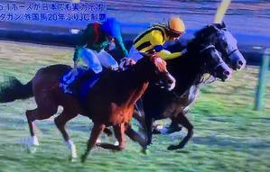 今日のジャパンＣ・Ｇ１東京競馬場と西区ハマのウォーキング - 歴史と素適なおつきあい