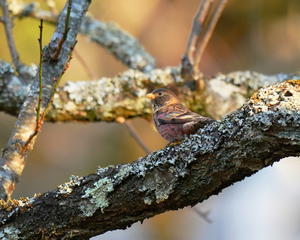 7時前！梅の木にとまる！ハギマシコ！！ - シエロの野鳥観察記録