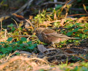 早朝！梅林の斜面で採餌する！ハギマシコ達 - シエロの野鳥観察記録