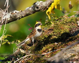 梅林にたくさん居た！ミヤマホオジロ - シエロの野鳥観察記録