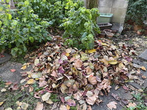 庭掃除 - マイニチ★コバッケン