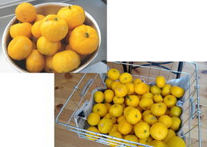 ゆずと柿が大豊作 - 里山の小さい平屋の暮らし　