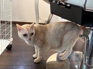 約15年ぶりのスッキリ - 「両手のない猫」チビタと愉快な仲間たち