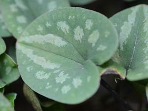 寒葵 - 南都逍遥