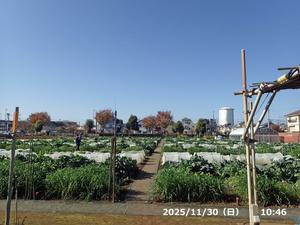 ホウレン草と小松菜、青首大根！ - やさい畑につかまって