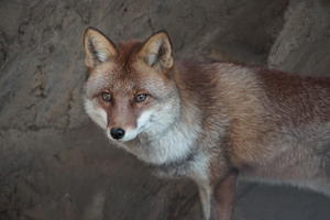 キヤノンがキヤノネットのような外観のコンパクトデジタルカメラを計画？ - 徒然なるままに