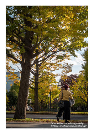 秋終わる - ♉ mototaurus photography