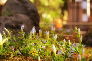 ササリンドウ - jumhina biyori*