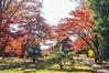 あだっちゃんの花鳥風月 - 殿ヶ谷戸庭園の紅葉
