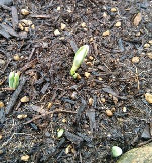 ターシャ♪ - まさかり半島日記