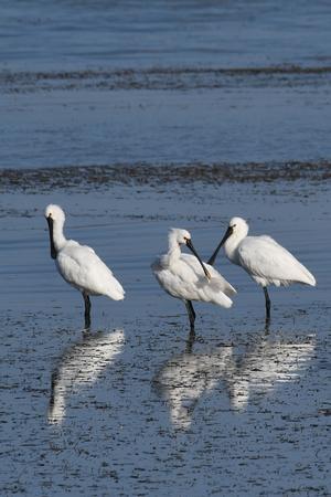 ヘラサギ6羽 - 鳥蝶蜻蛉【野鳥＋蝶＋トンボ】　　　　　　【bird＋butterfly＋dragonfly】　　　【旧・阪南カワセミ】