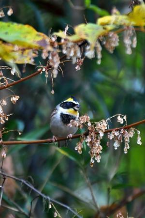 鳥蝶蜻蛉【野鳥＋蝶＋トンボ】　　　　　　【bird＋butterfly＋dragonfly】　　　【旧・阪南カワセミ】