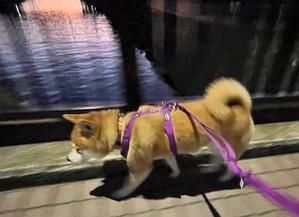 長寿犬 表彰 - Naomi Kageyama＊のほほん柴犬日和